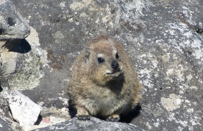 Dassie