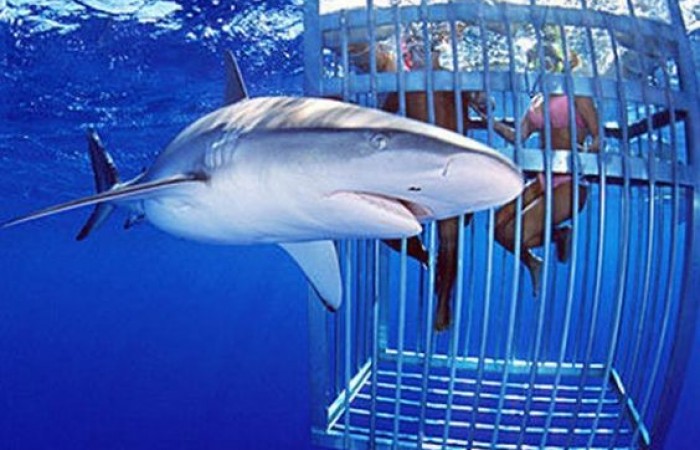 Shark Cage Diving