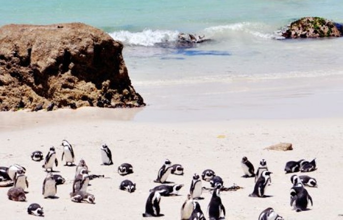 Boulders Beach