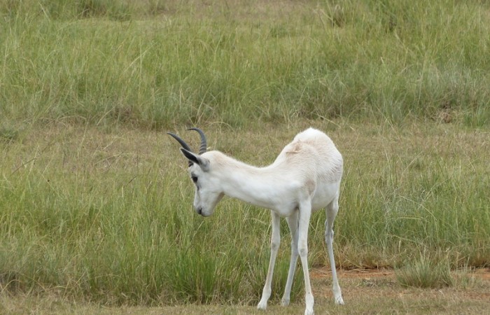 Albino Antelope