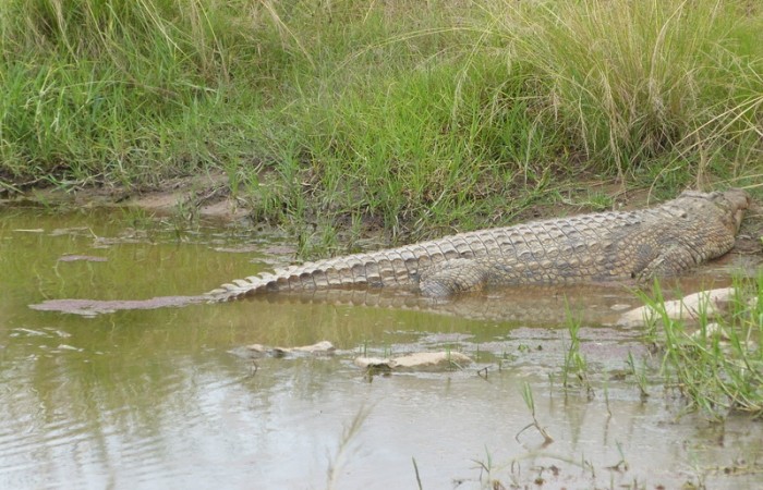 Crocodile
