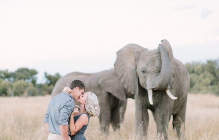 Safari Wedding